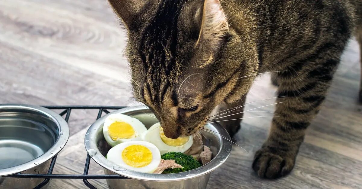 Кошка кушает. Кошка ест яичницу. Кот ест яйца вареные. Кошка яичница. Кошке можно давать яйцо