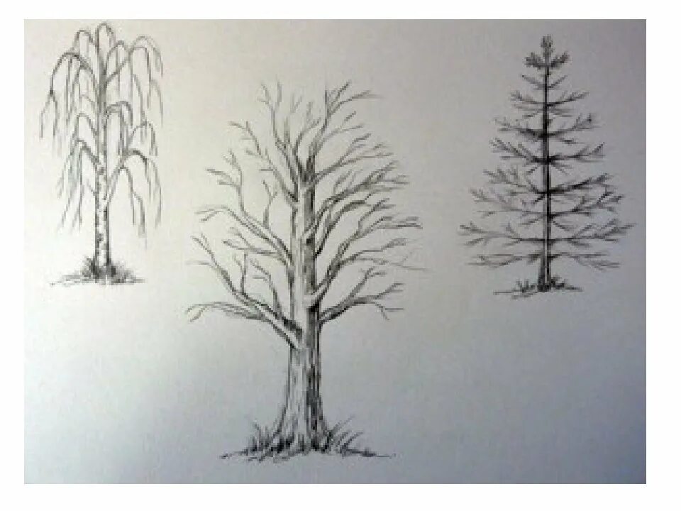 Рисунок дерева 6 класс изо