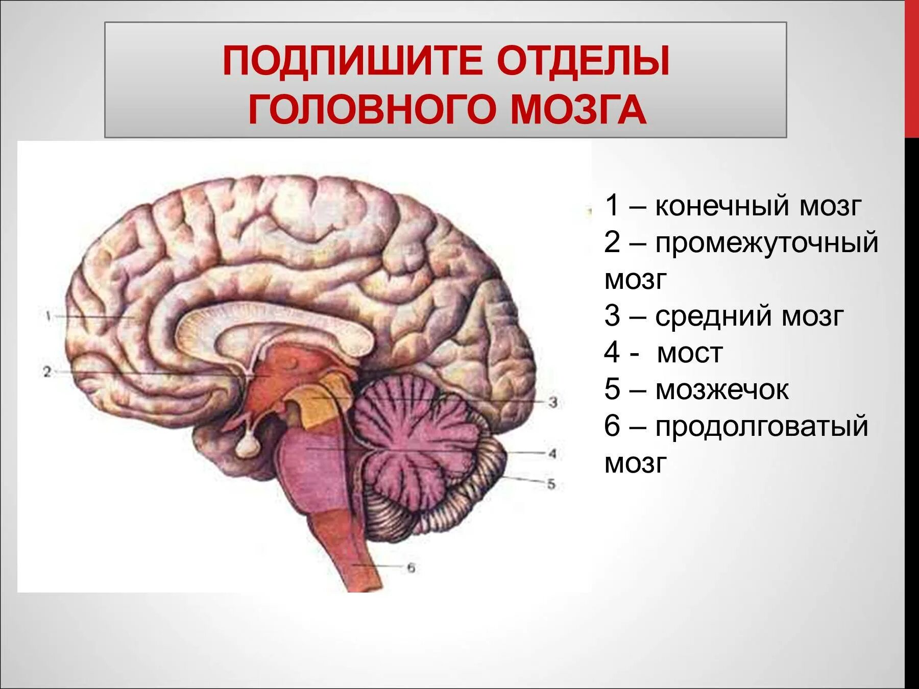 Размер переднего мозга. Отделы головного мозга конечный мозг. Функции конечного мозга головного мозга. Продолговатый мозг,мост,средний мозг, мозжечок,промежуточный. Конечный и промежуточный отдел головного мозга.