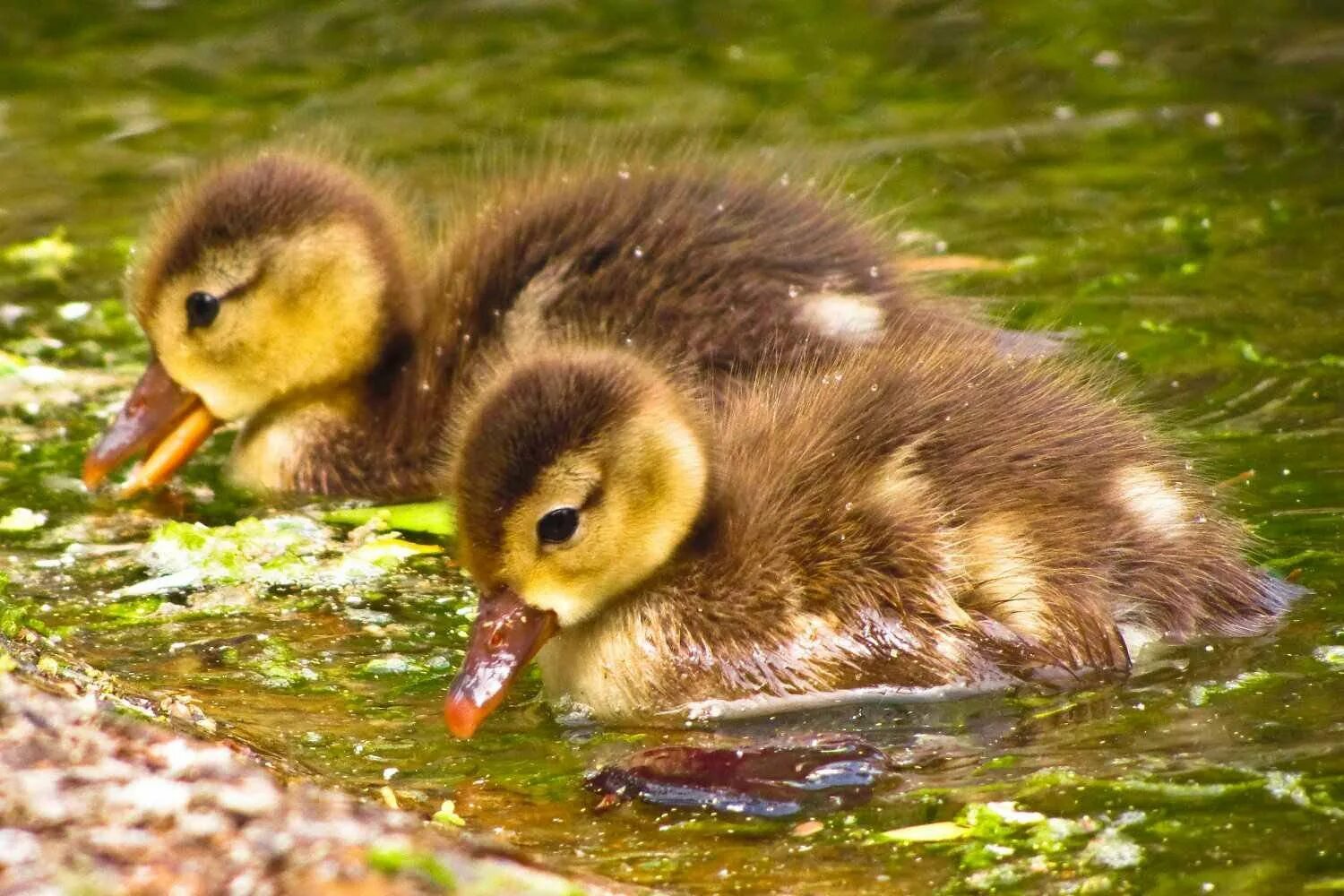 Выводковые птенцы. Цыплята. Выводковые птенцы характеристика. Выводковые птицы. Выводковые птицы.