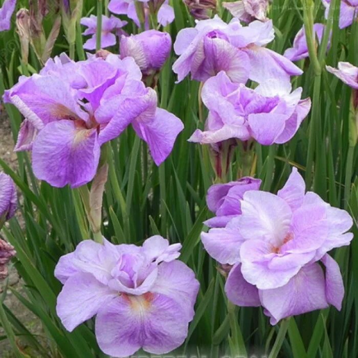 Ирис опале. Ирис сибирский империал опал. ирис сибирский (iris sibirica `imperial opal`). ирис сибирский &quot;pink parfait&quot; (iris sibirica). ирис сибирский пинк парфейт.