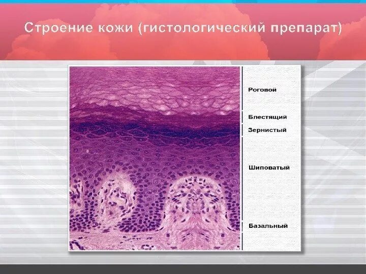 Палец гистология. Слои эпидермиса гистология. базальный слой эпидермиса гистология. слои эпидермиса кожи человека гистология. сосочковый слой дермы гистология.