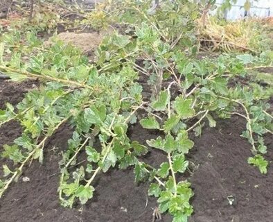 Когда пересаживать крыжовник на новое место