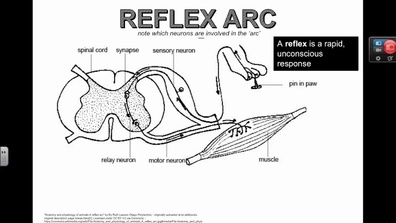 Reflex Arc. The structure of the Reflex Arc. Autonomic Reflex Arc. Arc diagram.