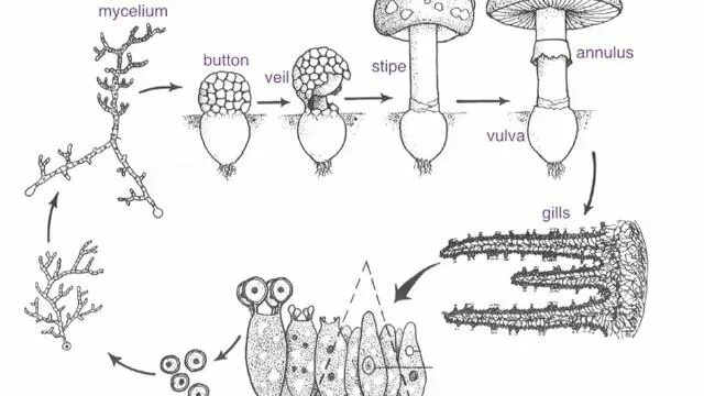 Жизненный цикл грибов базидиомицетов. Грибы размножение мицелием. Половое размножение грибов схема. Бесполое размножение грибов частями мицелия. Половые споры грибов