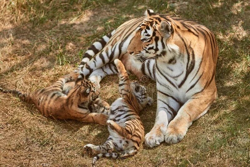 Tiger mom. Tiger mom. Tiger mom. Tiger mom. The girls on rela дорама.