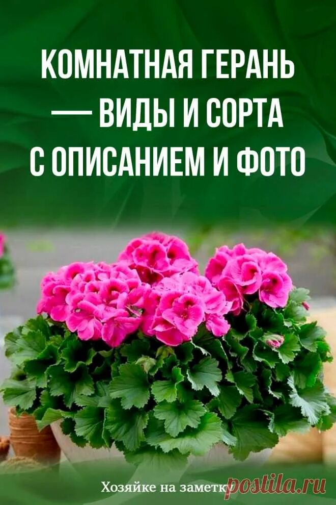 Кашпо с пеларгонией ампельной в ассортименте расцветок