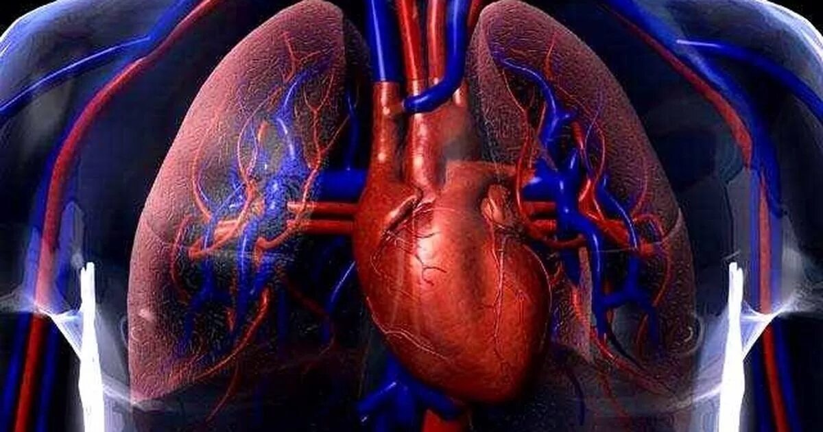 Сердце гонит. Сердечно сосудистая система. Сердечно сосудистая и дыхательная система. Сердечно сосудистая система 3д.