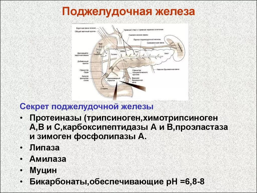 Трипсиноген поджелудочной железы. Характеристика секрета поджелудочной железы. Экзокриноцитами поджелудочной железы. Желудочные железы секрет. Секрет поджелудочной железы функции