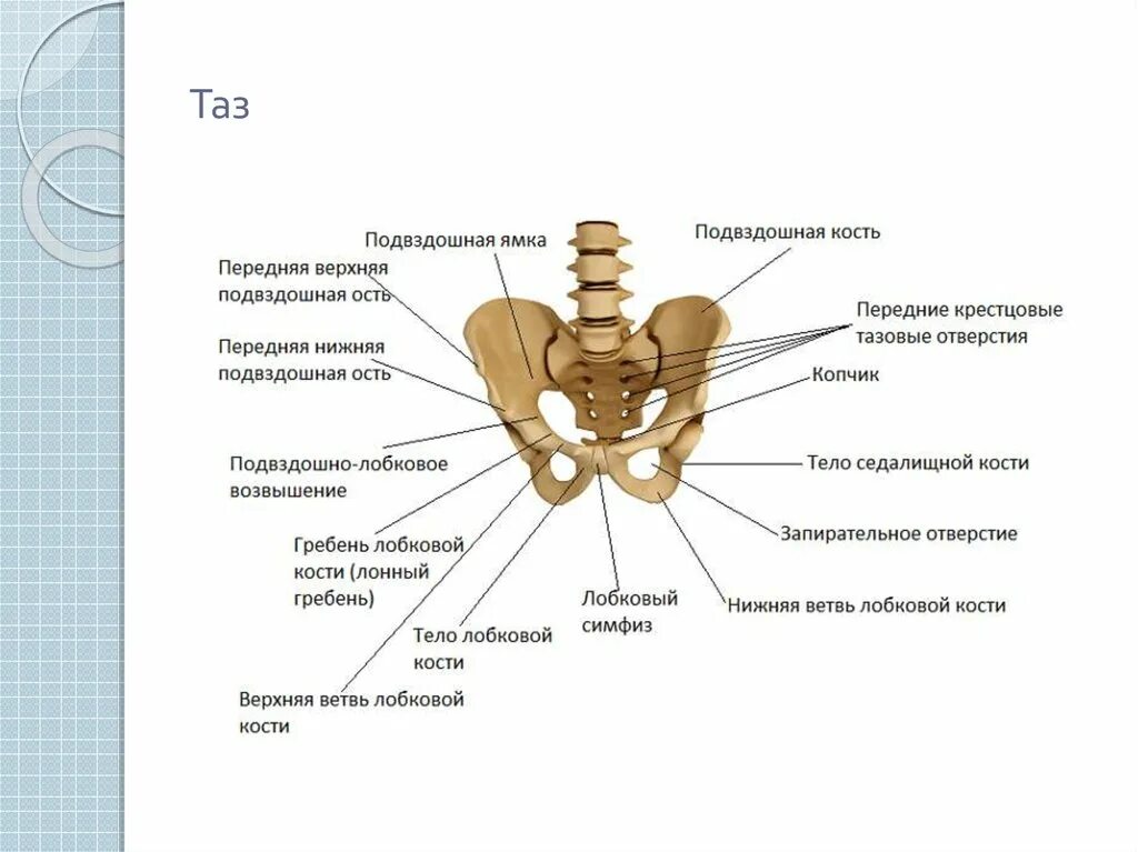 Кости таза строение. Кость тазового пояса. Строение костного таза.