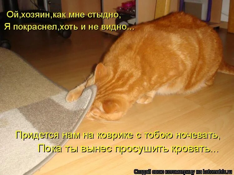 Совесть кота. Заначка кот. Кот нашёл заначку. Под ковром. Вот вы где все.