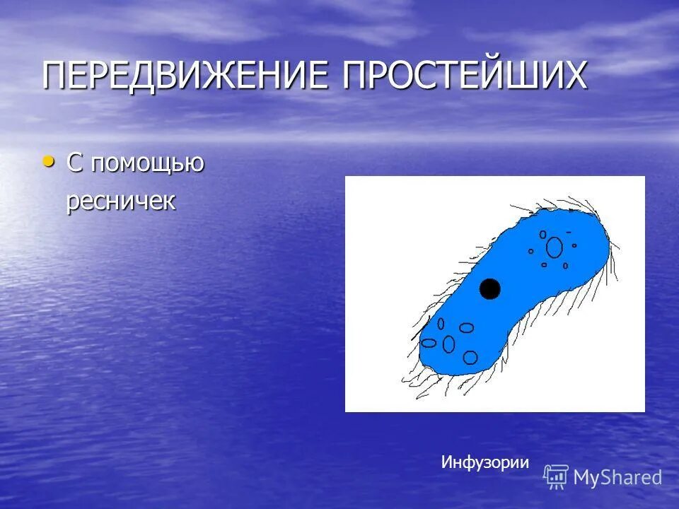 с помощью ресничек передвигается. тушь для ресниц. наклеенные ресницы. передвижение простейших с помощью ресничек. с помощью ресничек.