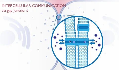 gap junction communication - www.incomebreakthrough.com.au.