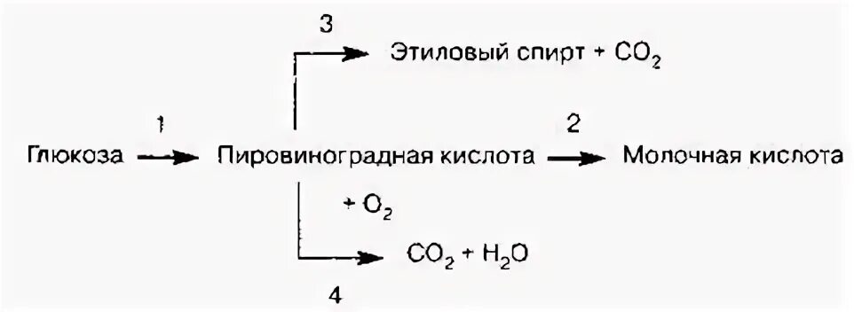 Образование молочной. Превращение пировиноградной кислоты. Превращение пировиноградной кислоты в молочную кислоту. Превращения ПВК схема. Превращение молочной кислоты в пировиноградную.