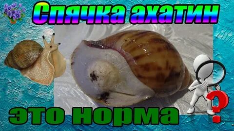 Домашние улитки спячка