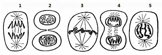 Этапы деления клетки митоз. Деление клетки митоз схема. 5. Митоз. Последовательные фазы митоза. Деление клетки пополам