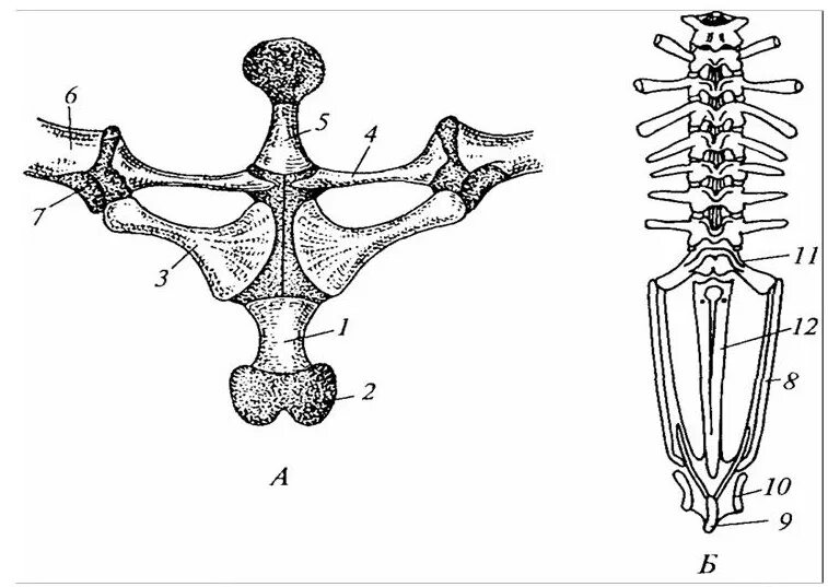 Коракоид Воронья кость. Коракоид у амфибий. Коракоидная кость у лягушек. Скелет лягушки коракоид.