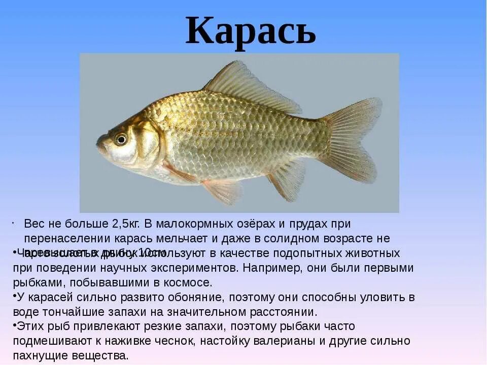 Рыбы доклад 7 класс. Доклад про карася. Карась описание рыбы. Доклад про рыбу карась. Карась описание для детей.