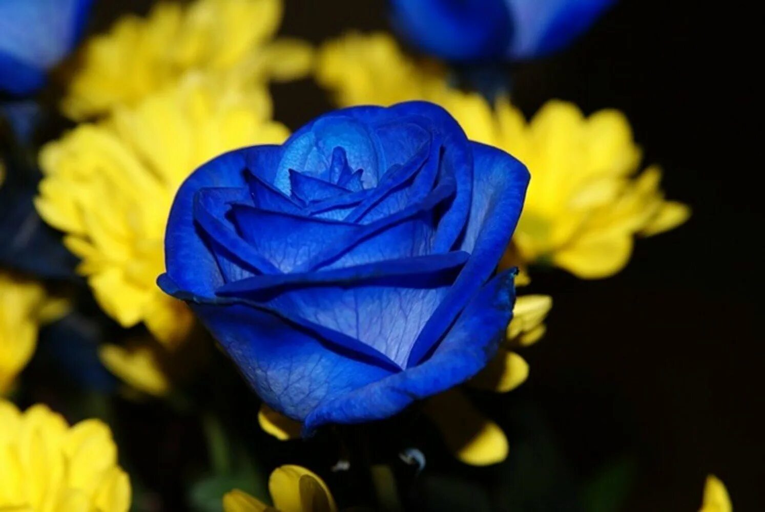 Фотография синего цвета. Синий и желтый. Желтые и голубые розы. Желто синие цветы. Желто синий цвет.