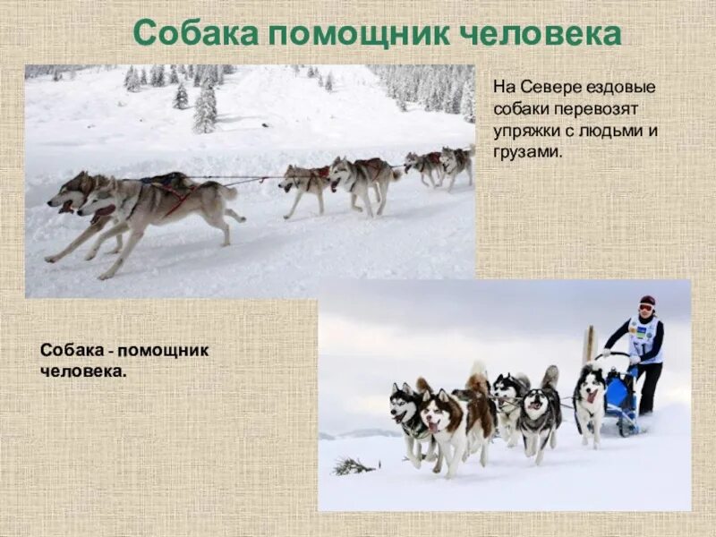 Несколько профессий собак. Профессии собак. ездовые собаки презентация. собаки помощники человека. ездовая собака помощник человека.