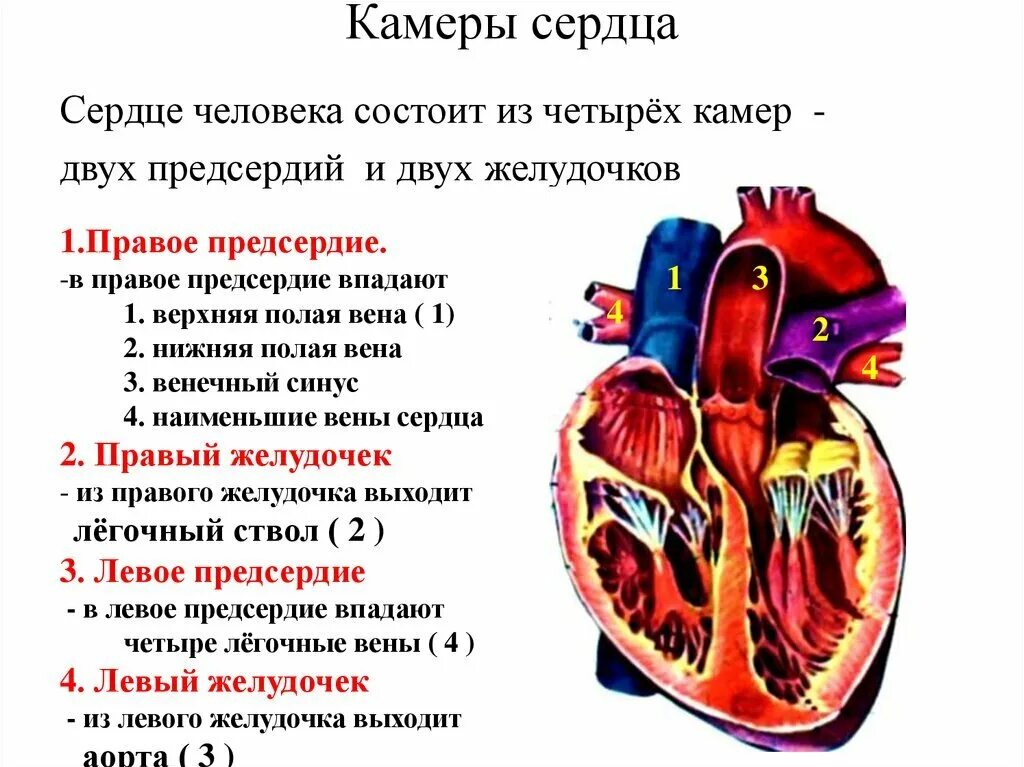 Строение сердца человека камеры. Строение камер сердца кратко. Внутреннее строение сердца анатомия. Сердце анатомия строение предсердия желудочки.