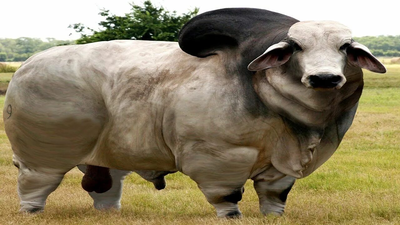 Бык Доннето. Гигантский бык. Самый большой бык. Самые большие быки. Громадный это какой