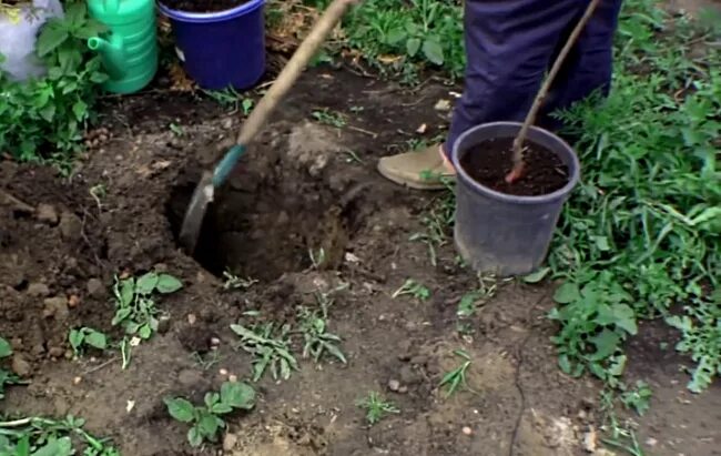 Посадка персика весной саженцами в открытый грунт. Посадка абрикоса. Яма для посадки абрикоса. Грунт для абрикоса посадки. Садим абрикос.