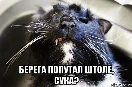 Слушать песню берега попутала
