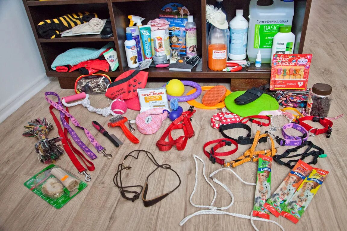 Поводок для чихуахуа мини. Сумка для вещей собаки. Нужные вещи для собаки. Одежда для маленьких собак. Щенок с поводком.