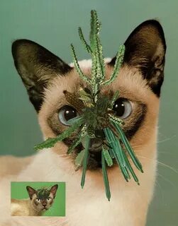Cat plants