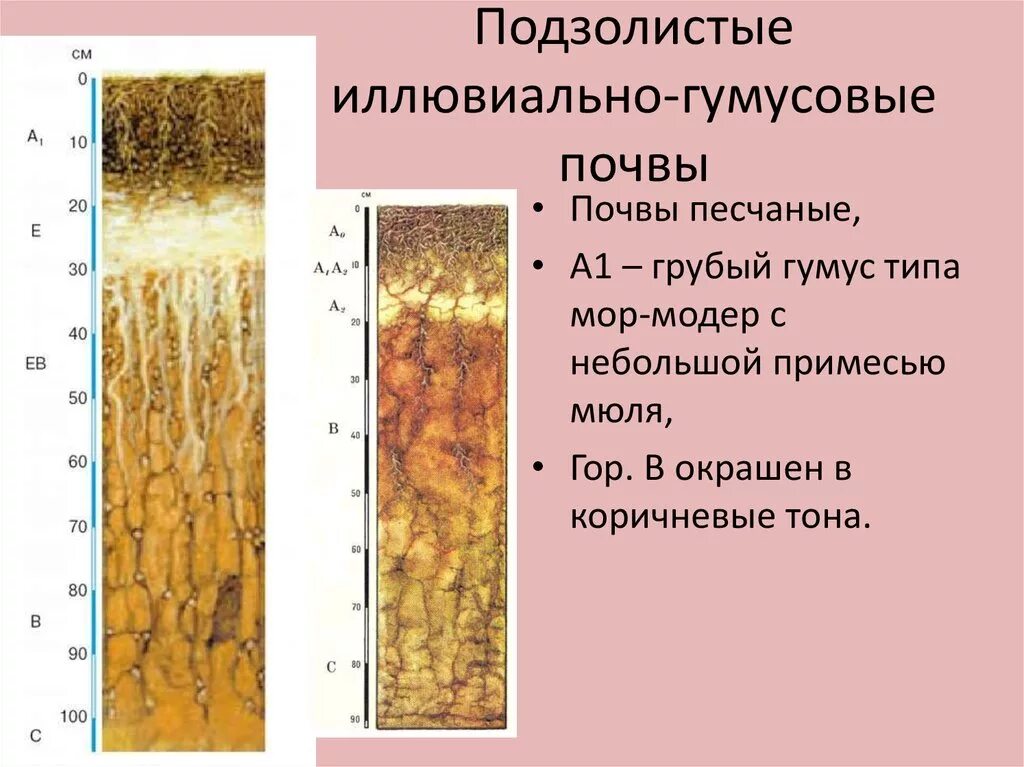 Подзолистые иллювиально гумусовые почвы профиль. Подзолистые почвы горизонты. Почвенные горизонты подзолистых почв. Дерново-подзолистые песчаные почвы. Подзолистые почвы слои