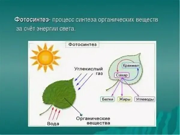 Процесс фотосинтеза процесс. Схема процесса фотосинтеза. Процесс фотосинтеза осуществляется в. Схема фотосинтеза у растений. В результате фотосинтеза образуются белки