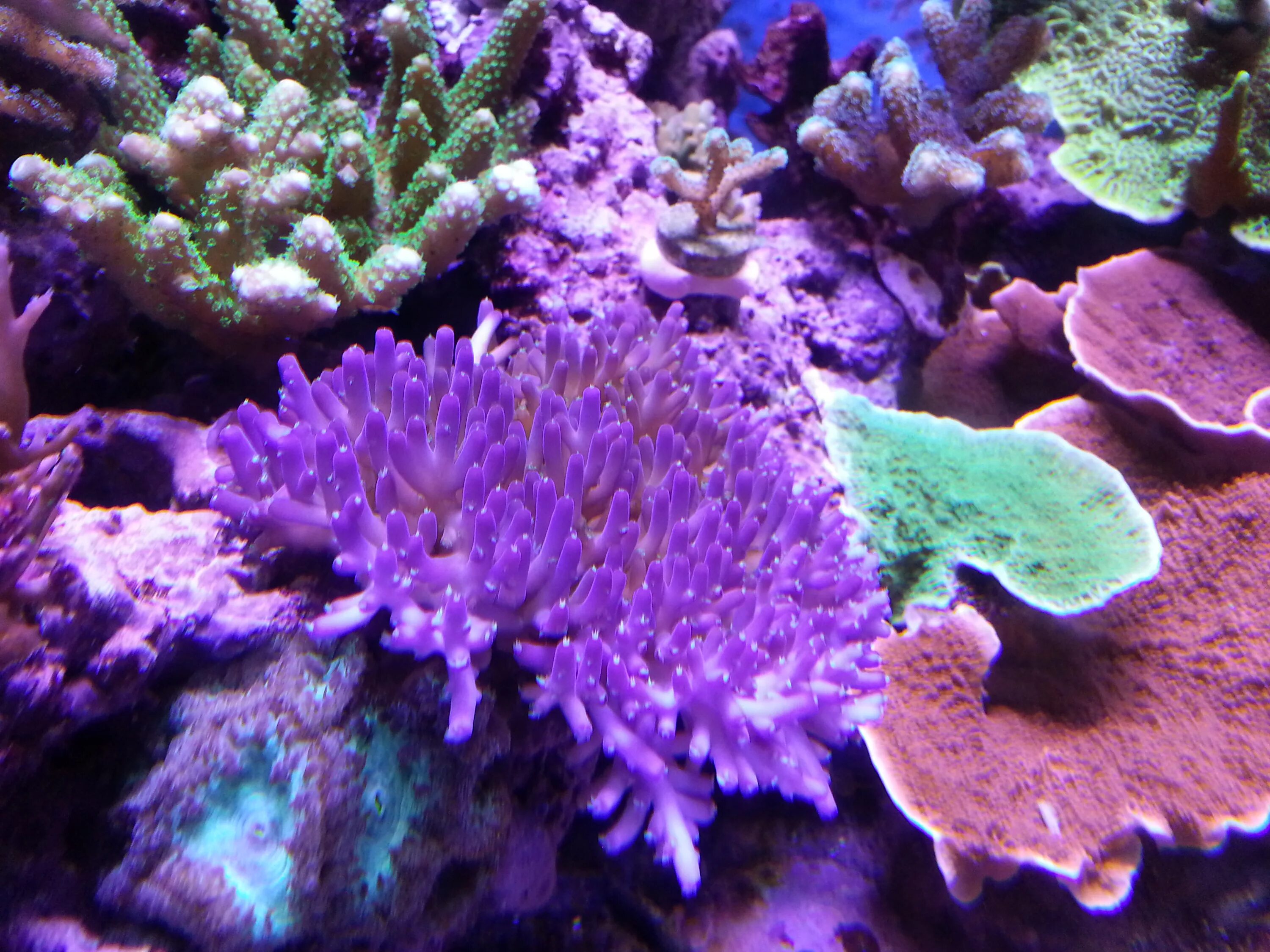 Восьмилучевые коралловые полипы. Упатс "коралл-р500". Атс коралл р-500. Атс коралл р-500. Сериатопора коралл.