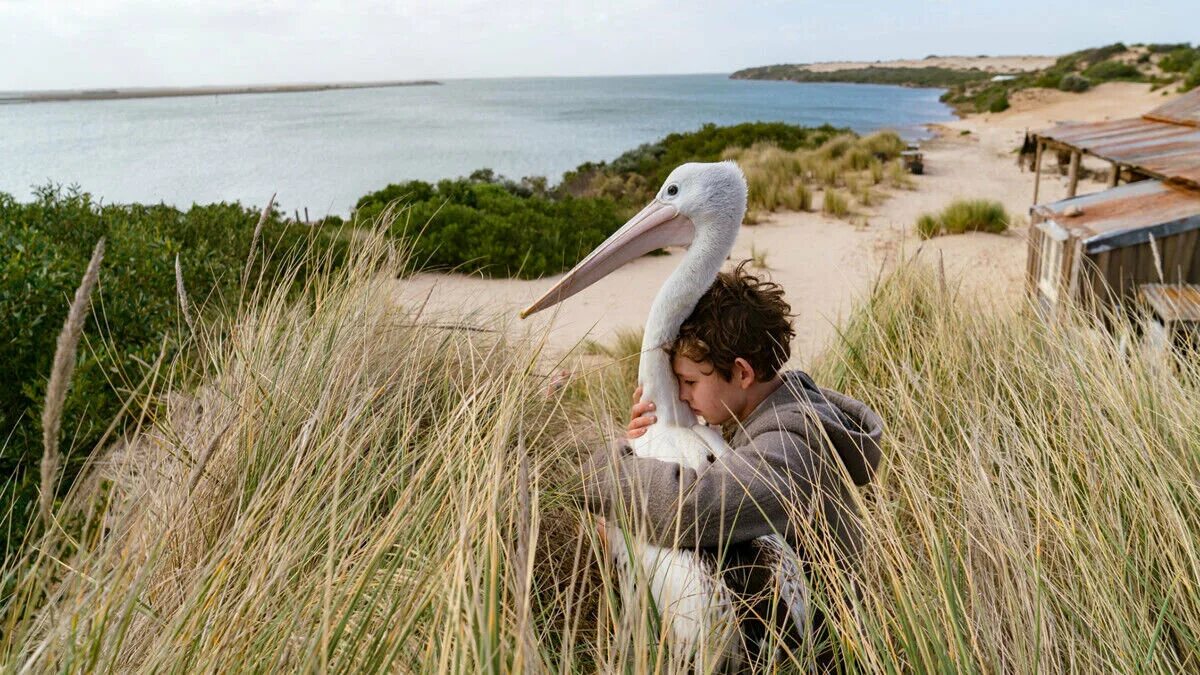 Мой друг мистер персиваль (2019). Штормовой мальчик / storm boy (2019). Мистер персиваль. Мистер персиваль. Мистер персиваль.