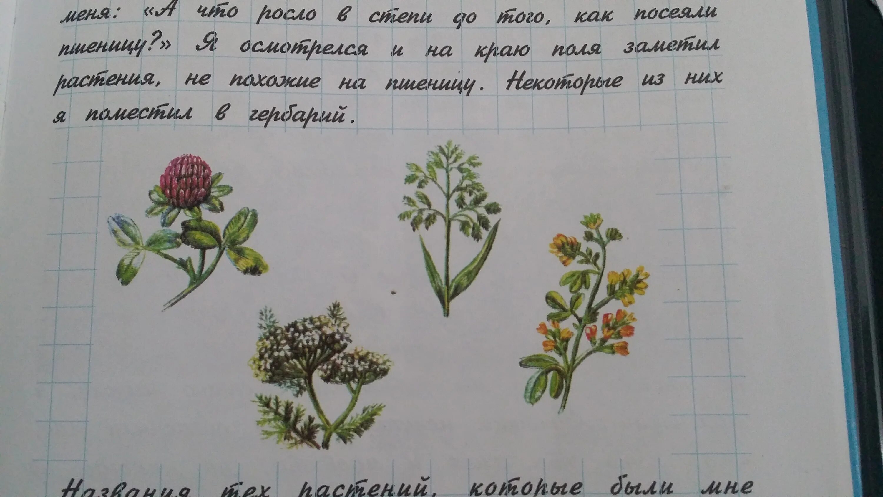 Книга кубановедение 3 класс. Растения кубановедение 4 класс. учебник кубановедения 4 класс. растения из учебника. рабочая тетрадь по кубановедению класс.