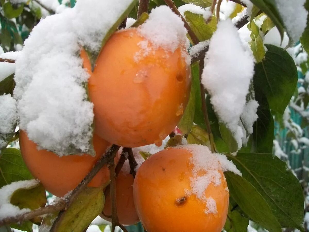 Хурма хиакуме королёк. Какой фрукт в сочи не созревает зимой. Мушмула тайская. Какой фрукт в сочи не созревает зимой. Фрукты растущие в крыму.