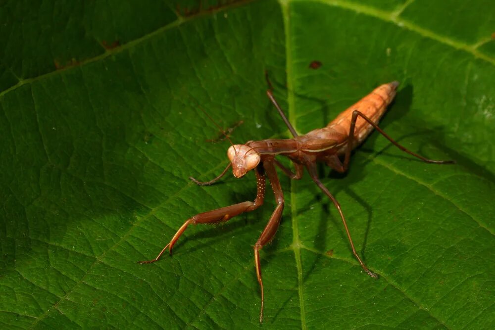 Красный богомол. Азиатский муравьиный богомол. Богомол похожий на лист. Красный богомол фото.