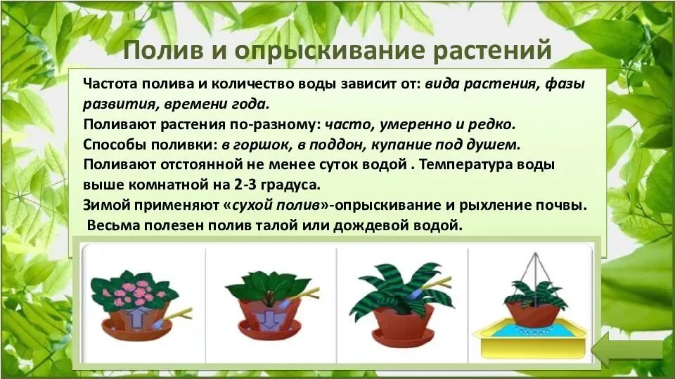 Условия содержания комнатного растения. Правила полива комнатных растений. Способы полива растений. Типы полива комнатных растений. Схема полива комнатных растений.