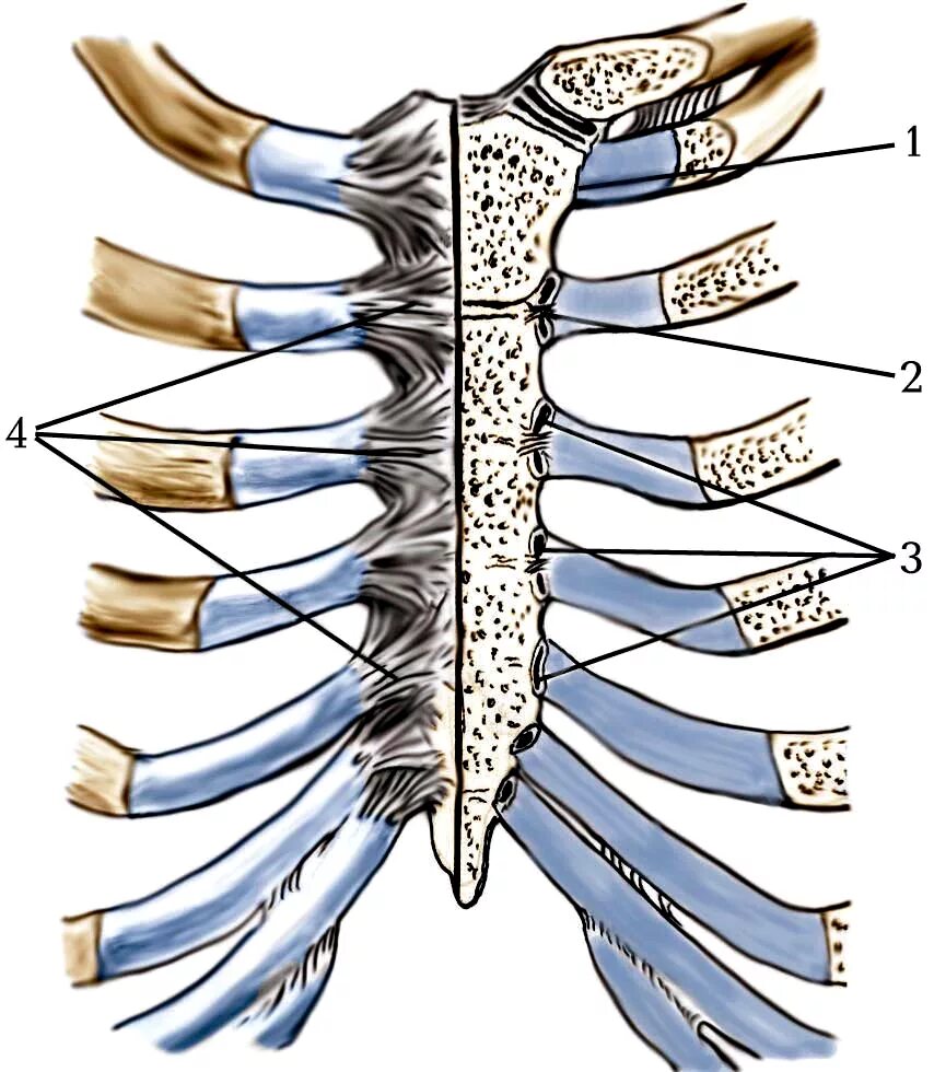 Соединение костей ребер. Грудино реберныйсинхандроз. Грудино реберный синхондроз 1 ребра. Реберно грудинный сустав. Гридинно реберный сустав.