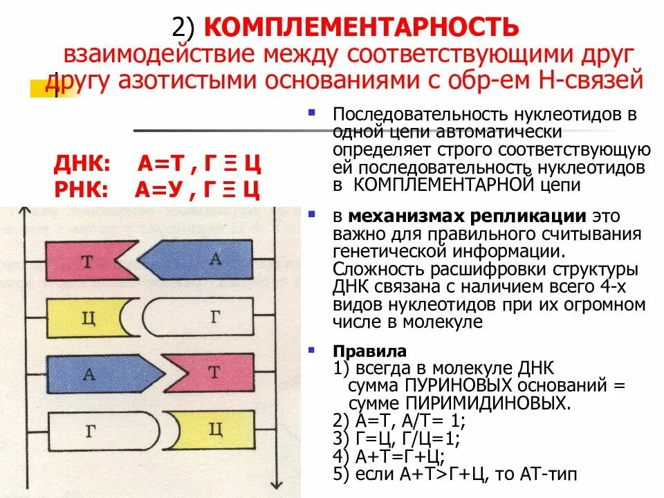 Комплементарность днк. Принцип комплементарности нуклеотидов. комплементарность нуклеотидов 10 класс. комплементарность рнк. комплементарность азотистых оснований в рнк.