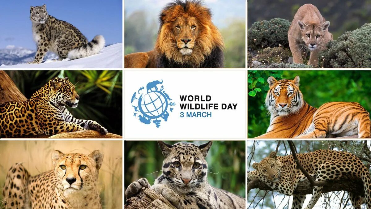 Всемирный день дикой природы. Всемирный день диких животных. Всемирный день дикой природы для детей.