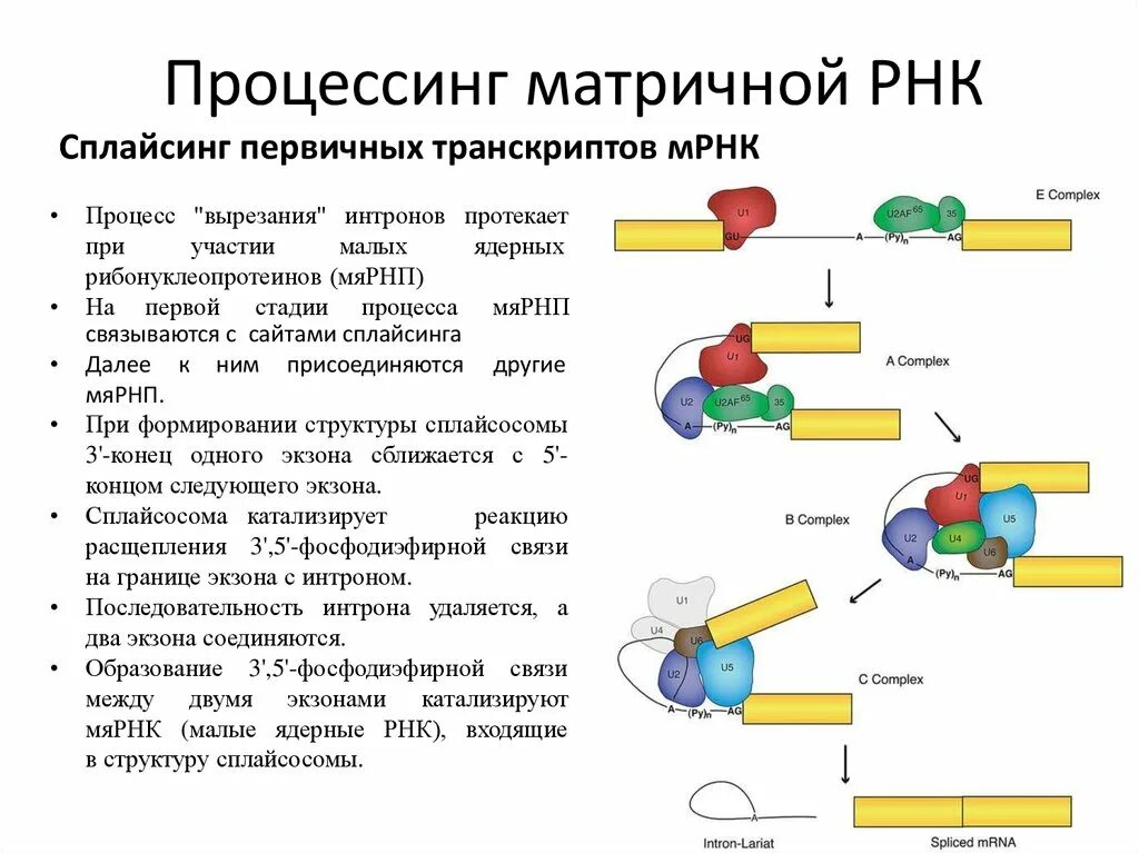 Процессинг пре-МРНК У эукариот. Процессинг- созревание матричной РНК. Процессинг белка схема. Процессинг первичных транскриптов рибосомальной РНК.