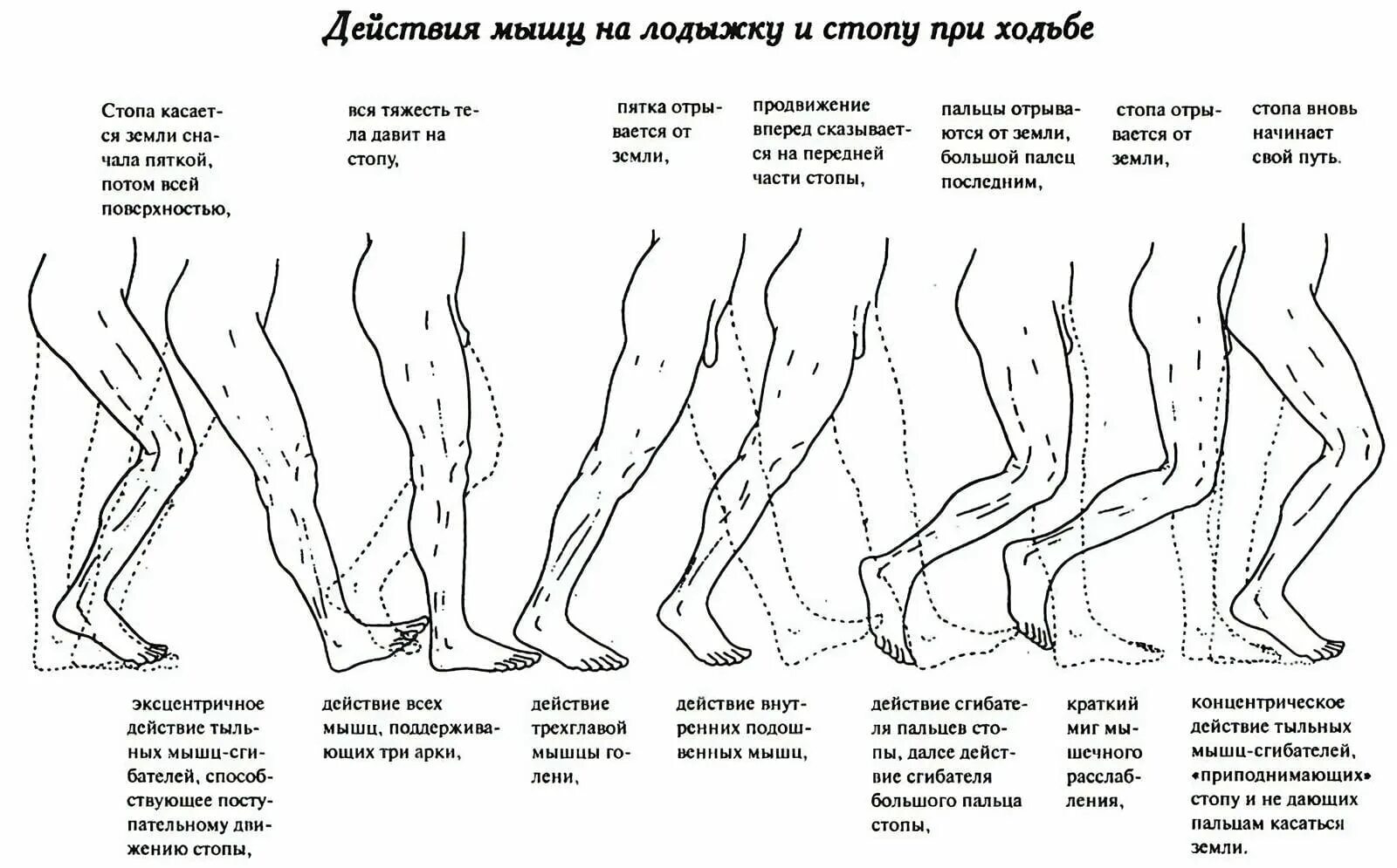 За сколько дней ноги. Распределение нагрузки на стопу при ходьбе. Мышцы отвечающие за положение стопы. Правильная постановка стопы при ходьбе. Правильное положение стопы при ходьбе.