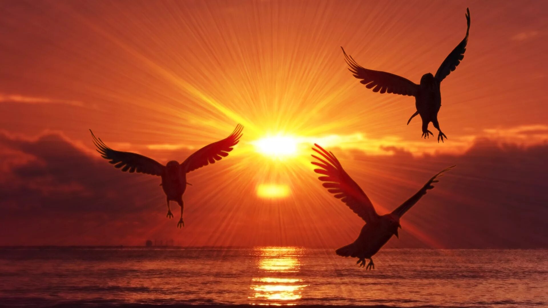 Птицы над морем. Sunrise bird. Закат с птицами в небе. Полет над морем. Птицы на фоне заката.