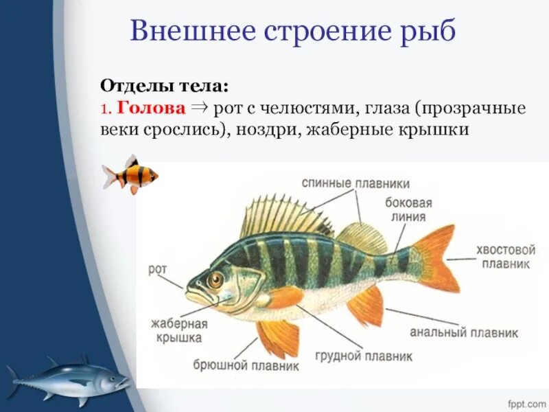 Строение рыбы 7 класс биология. Отделы тела рыбы 7 класс биология. Внешнее строение рыбы. Строение рыбы отделы. Какие отделы тела имеет рыба