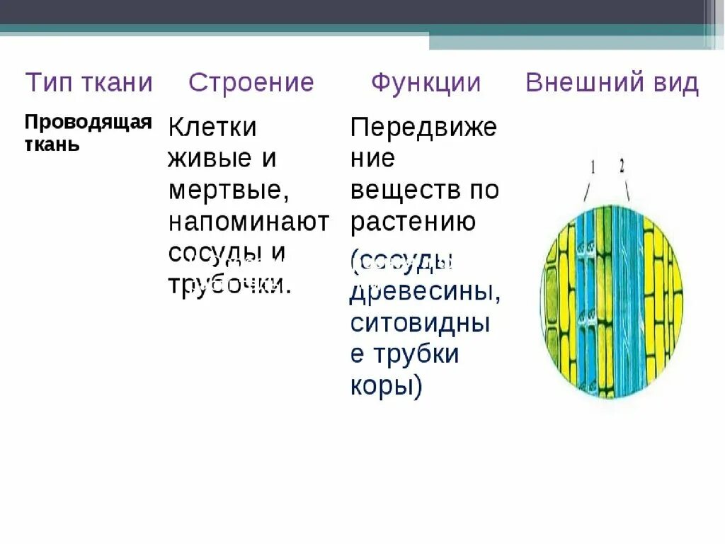 Живые клетки проводящей ткани. Особенности строения проводящей ткани. Строение и функции проводящих тканей растений. Проводящие ткани растений таблица. Строение и функции клеток проводящей ткани.