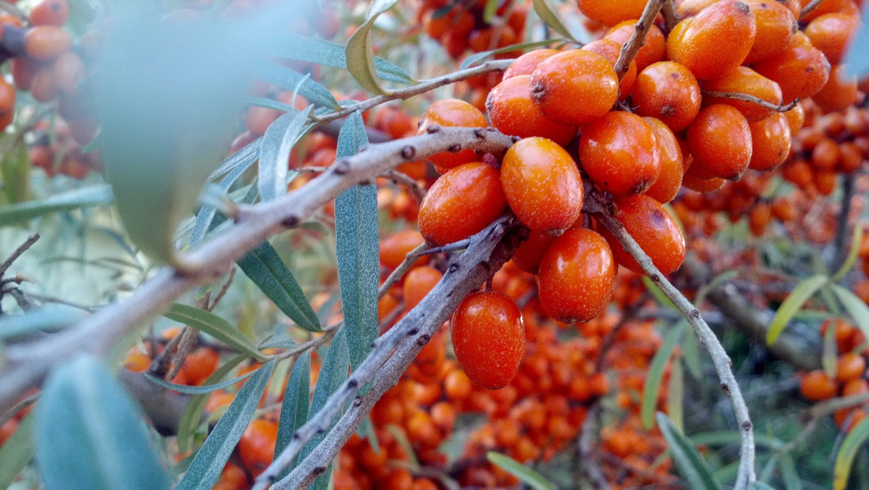 Можно ли сажать облепиху. Канадская облепиха шефердия. Sea Buckthorn облепиха что это. Облепиха бесшипная. Облепиха крушиновидная Лейкора.