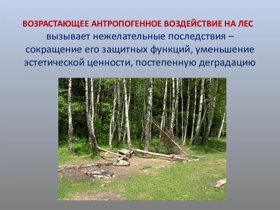 Изм лес. Антропогенное воздействие на лес. Антропогенное воздействие на леса. Воздействие человека на леса. Антропогенное влияние на леса последствия.