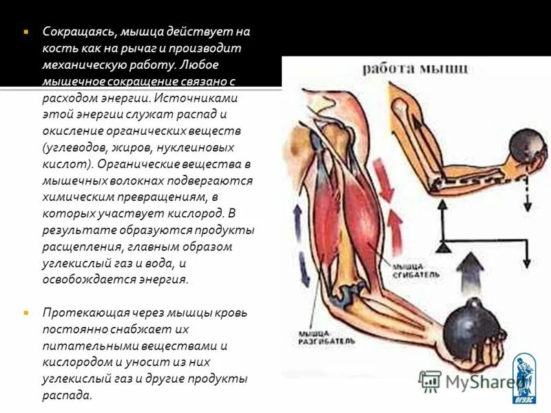 Типы работы мышц. Мышцы синергисты. Какие работы совершает мышца. Мышцы синергисты. Какие мышцы работают при поднятии тяжести.