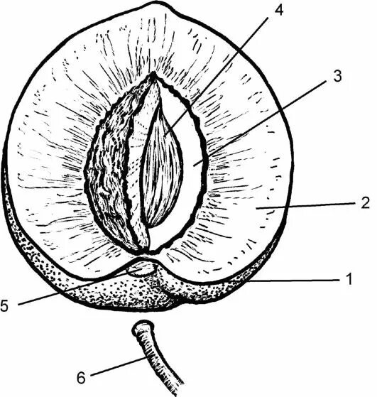 Плод костянка строение. Строение плода (однокостянки) персика. Плод костянка схема. Плод костянка в продольном разрезе.